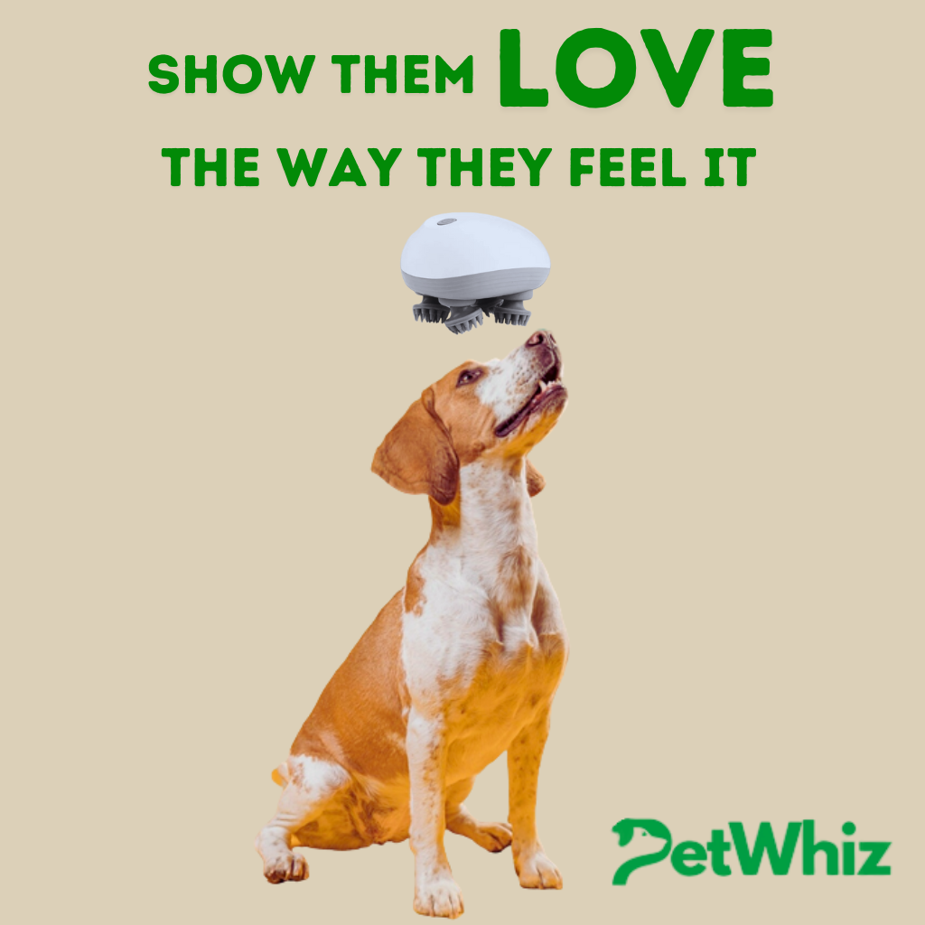 The Ultimate Pet Care Trio : Groom, Walk, Relax - All in One Bundle!
