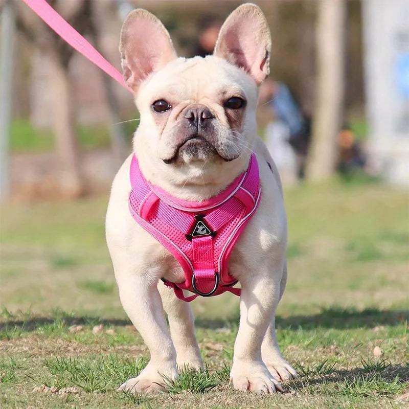 No Pull Dog & Cat Harness and Leash Set – Adjustable Reflective Vest for Small Pets, Secure Chest Strap for Walking & Training