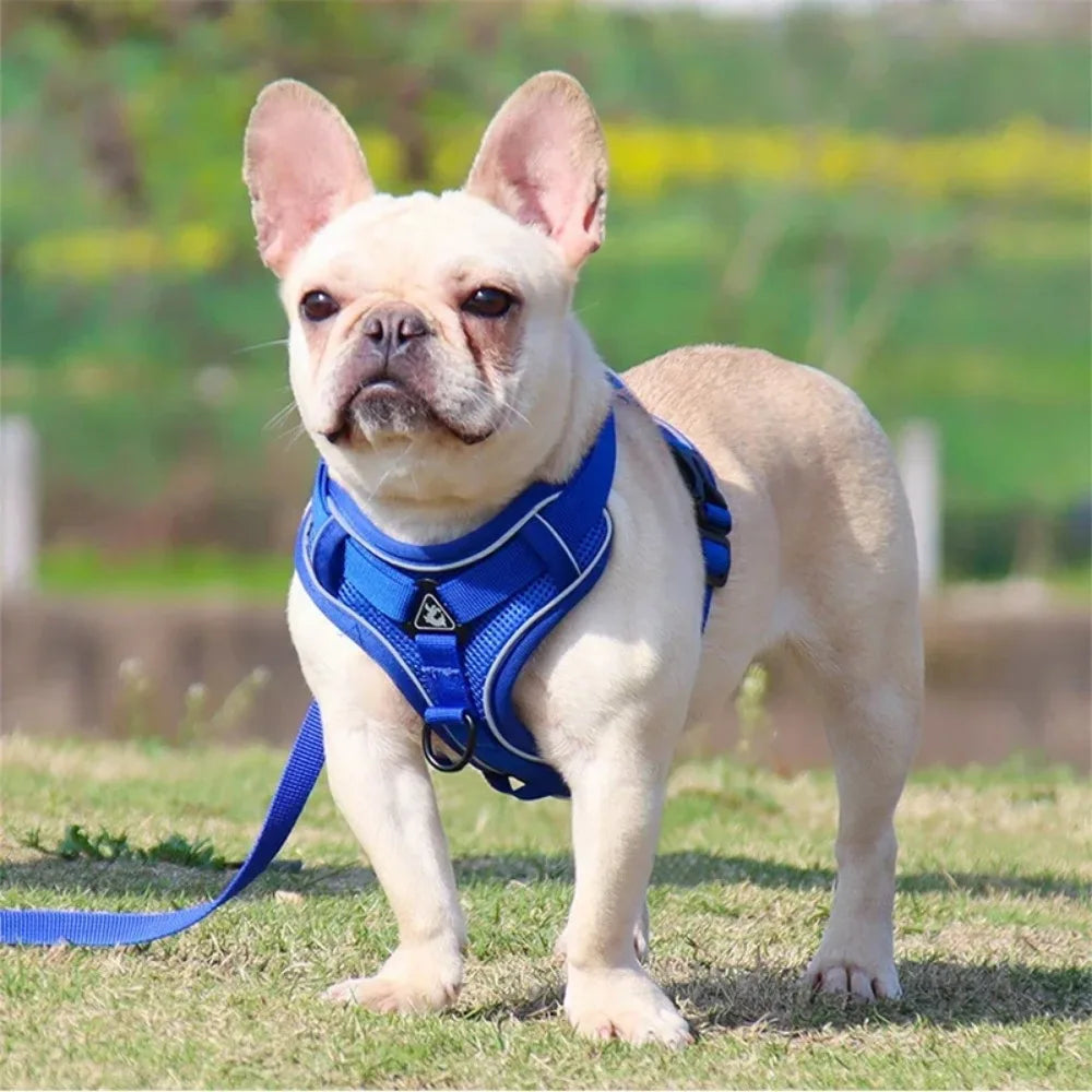No Pull Dog & Cat Harness and Leash Set – Adjustable Reflective Vest for Small Pets, Secure Chest Strap for Walking & Training
