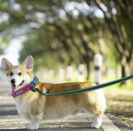 The Ultimate Pet Care Trio : Groom, Walk, Relax - All in One Bundle!
